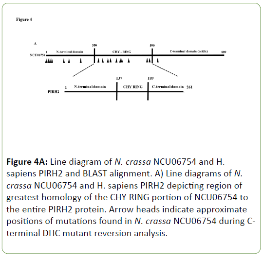 genetics-molecular-sapiens