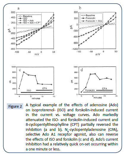 heart-and-cardiovascular-research-adenosine