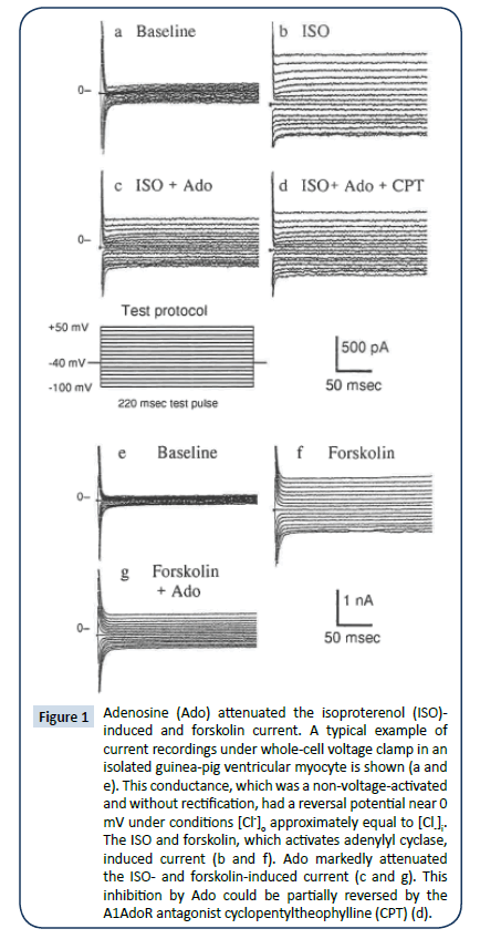 heart-and-cardiovascular-research-attenuated