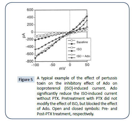 heart-and-cardiovascular-research-typical