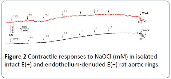 heart-cardiovascular-research-contractile-endothelium-denuded