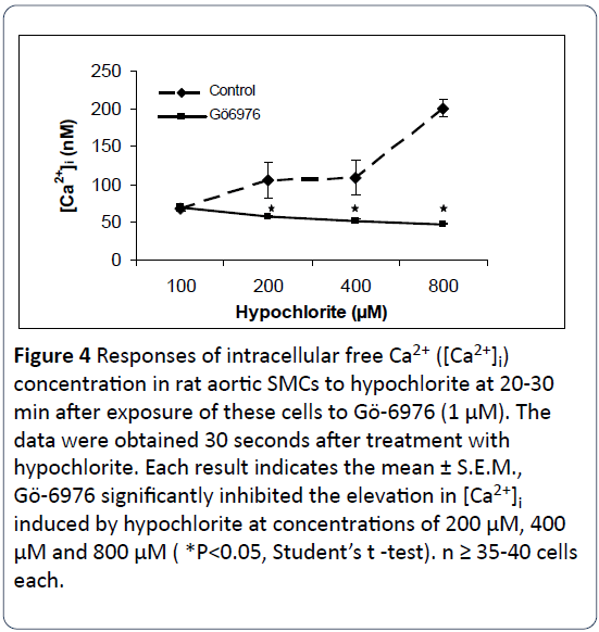 heart-cardiovascular-research-intracellular-hypochlorite-cells