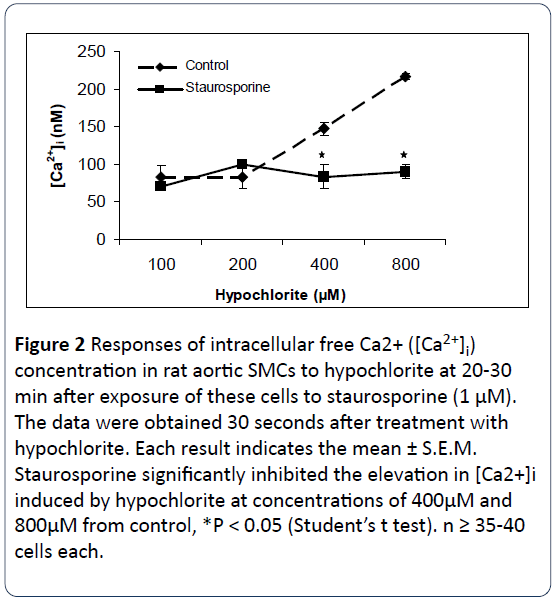 heart-cardiovascular-research-intracellular-rat-aortic