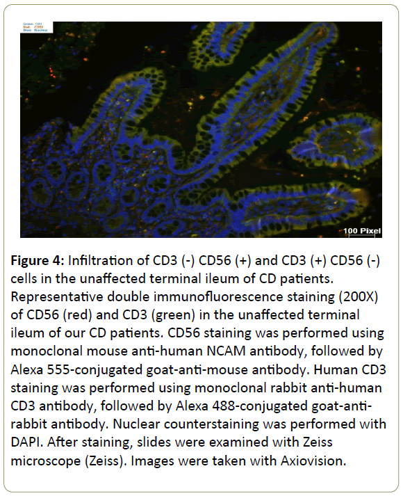 immunology-immunotherapy-double-immunofluorescence