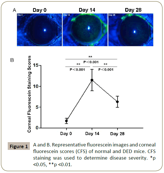 immunology-immunotherapy-fluorescein-images