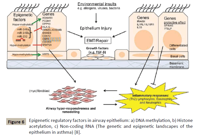 immunology-microbiology-airway-epithelium