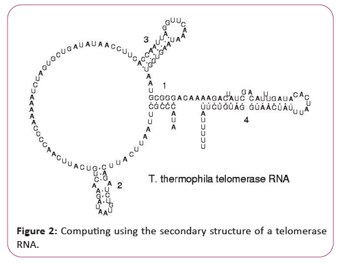 information-technology-telomerase
