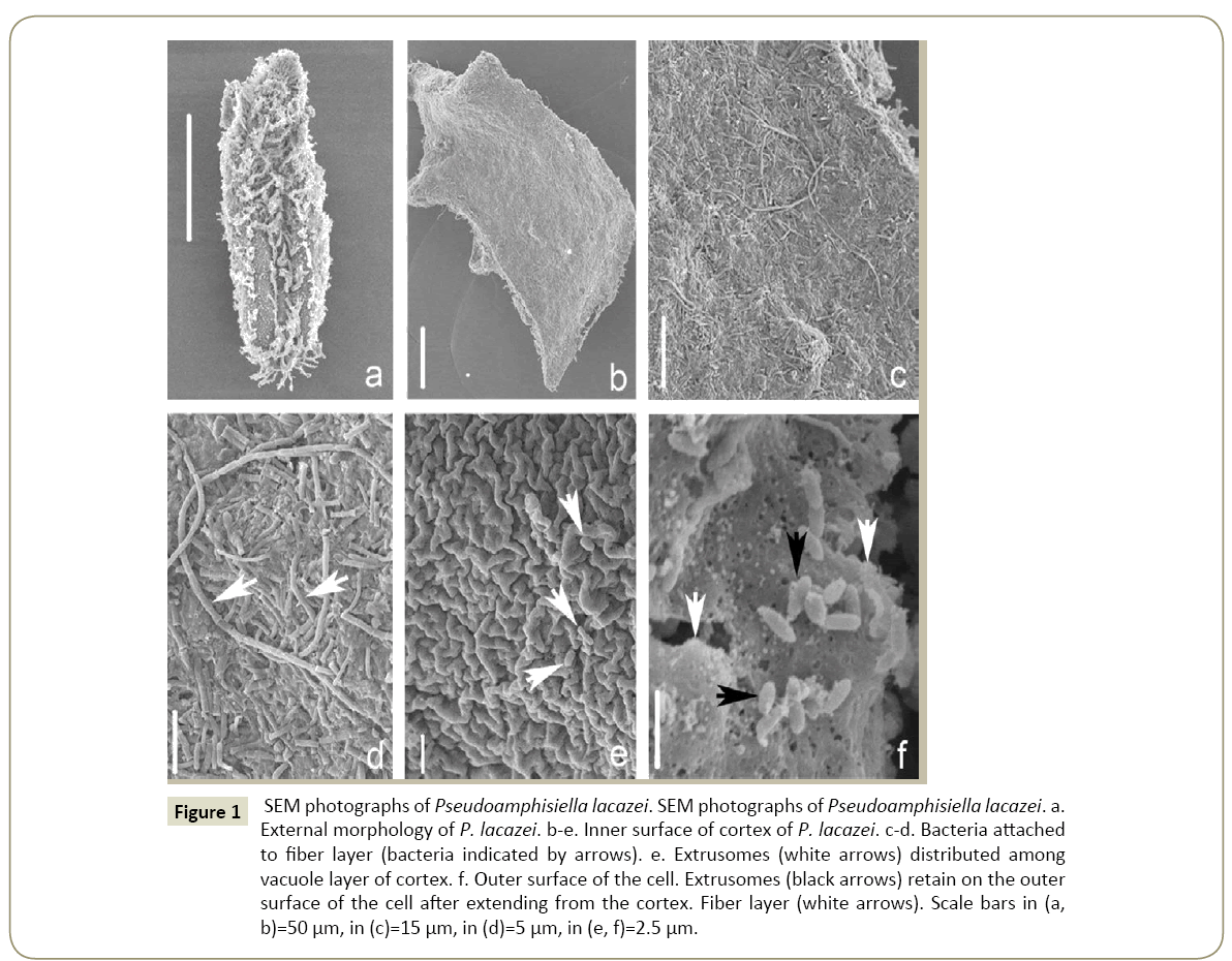 insights-aquaculture-External-morphology