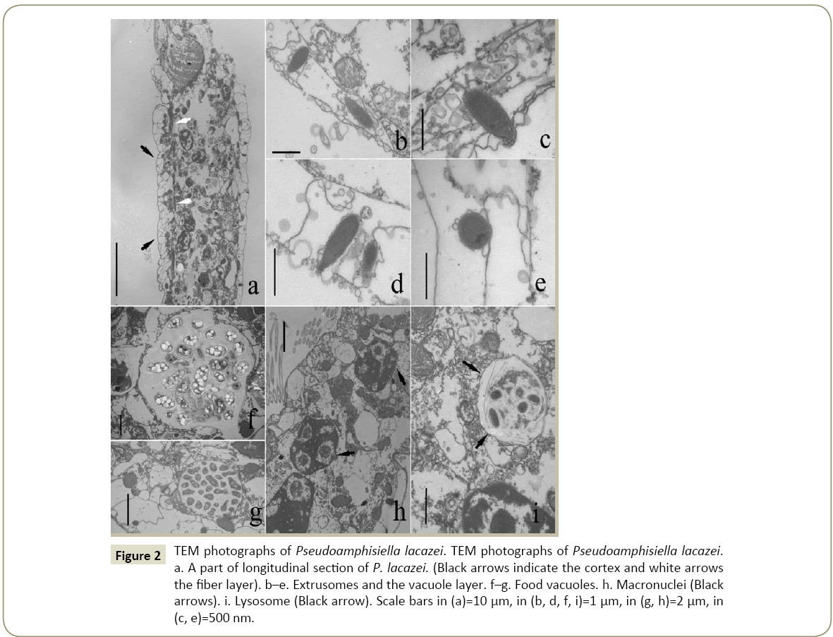 insights-aquaculture-TEM-photographs