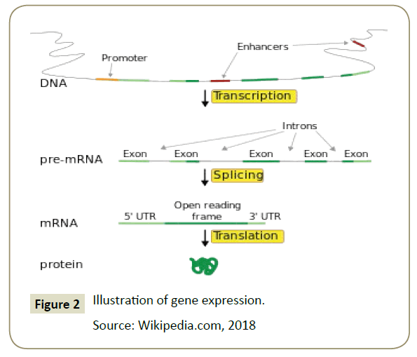 insights-aquaculture-biotechnology-Gene-expression