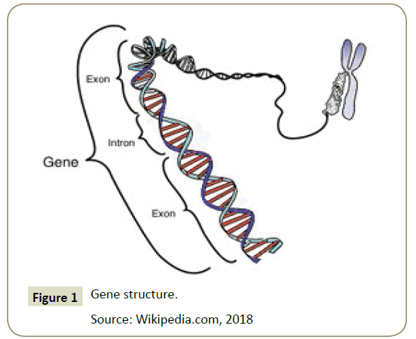 insights-aquaculture-biotechnology-Gene-structure