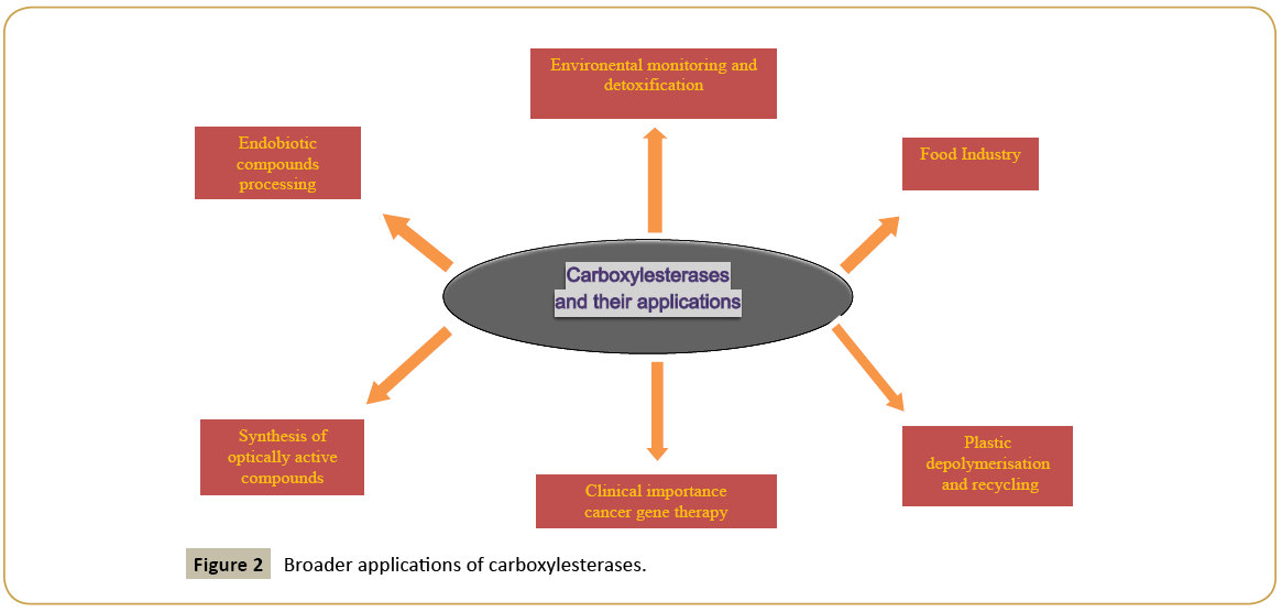 insights-enzyme-research-Broader-applications