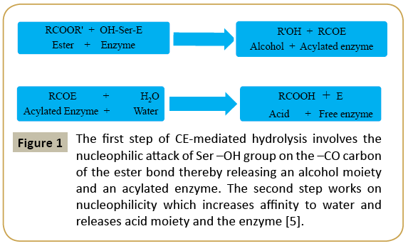 insights-enzyme-research-CE-mediated