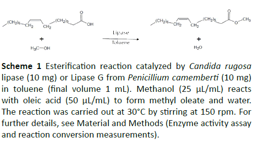 insights-enzyme-research-Esterification-reaction