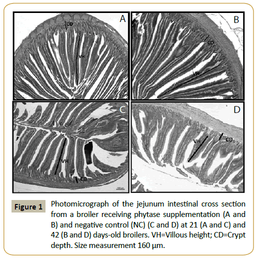 insights-enzyme-research-Photomicrograph