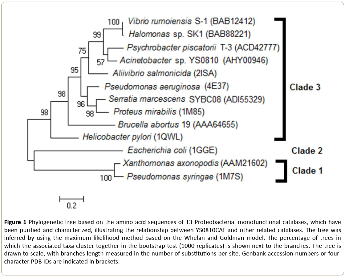 insights-enzyme-research-Phylogenetic-tree