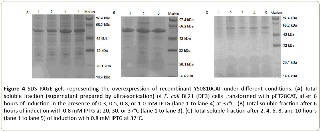 insights-enzyme-research-SDS-PAGE