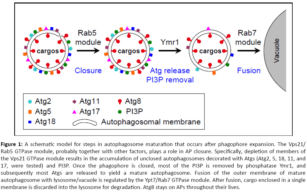 journal-cell-developmental-biology-autophagosome