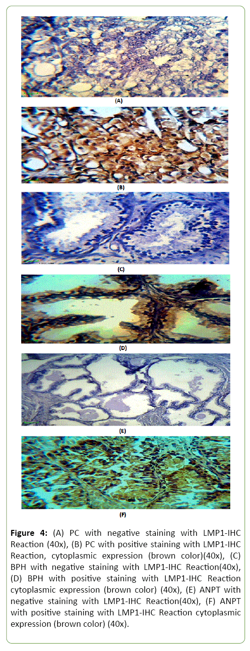 journal-medical-microbiology-immunology-cytoplasmic