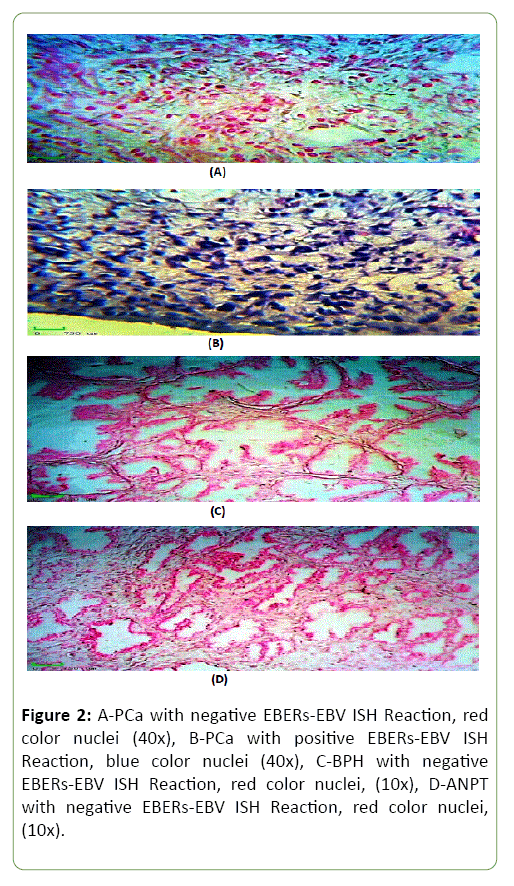 journal-medical-microbiology-immunology-nuclei