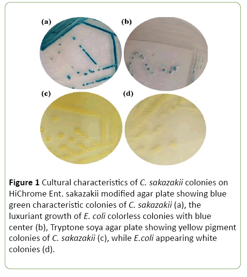 journal-molecular-microbiology-characteristics