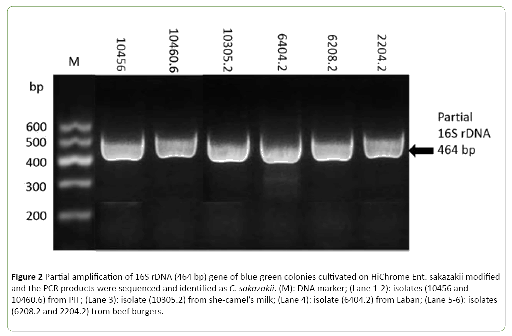 journal-molecular-microbiology-colonies