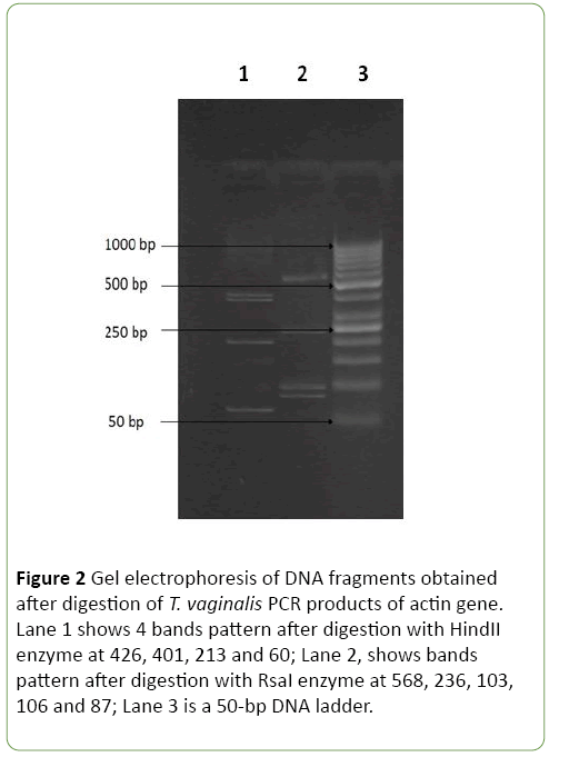 journal-molecular-microbiology-fragments