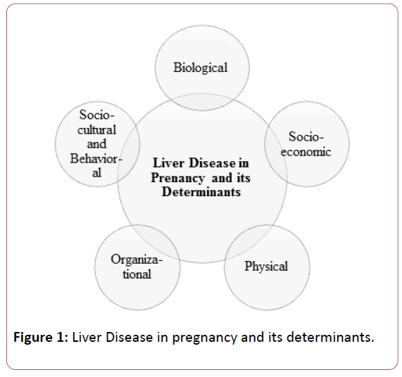 medicine-therapeutics-Liver-Disease