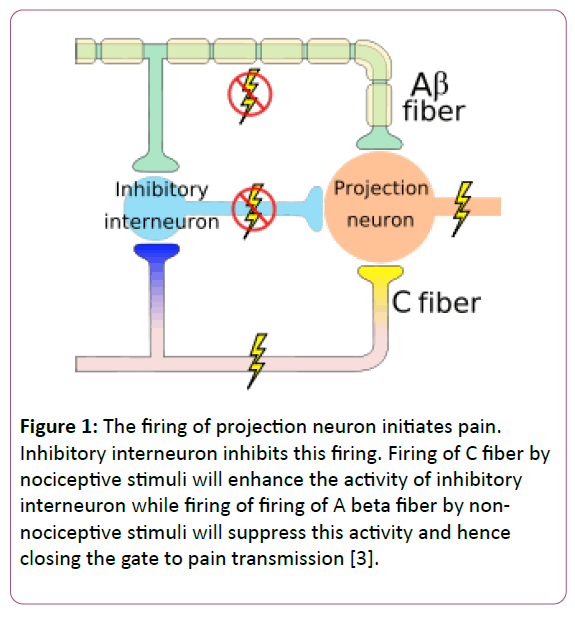 medicine-therapeutics-projection-neuron