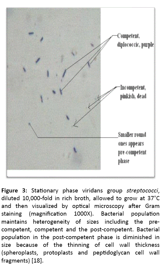 microbiology-immunology-research-bacterial-population