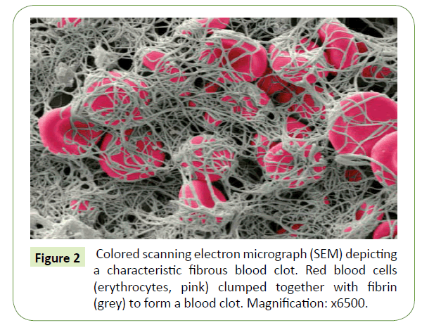 molecular-biology-and-biotechnology-fibrous