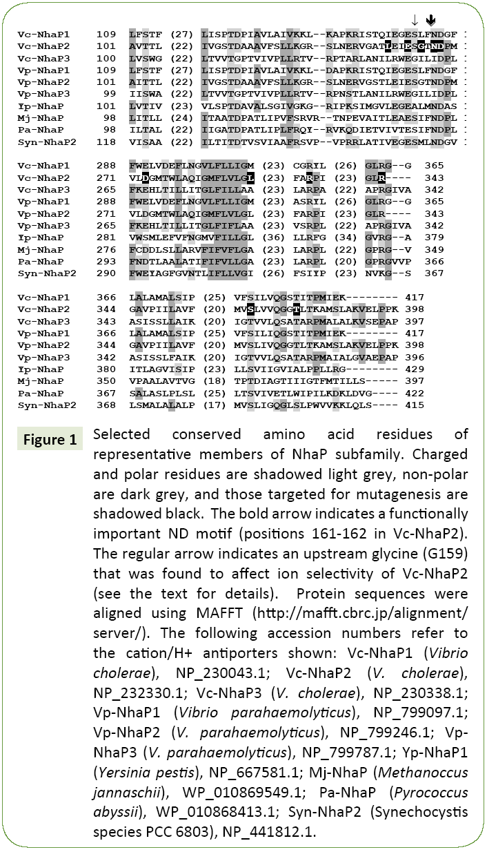 molecular-biology-biotechnology-parahaemolyticus