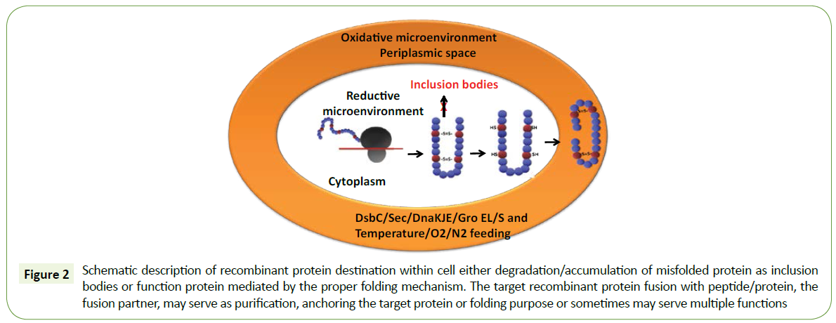 molecular-biology-biotechnology-protein-destination