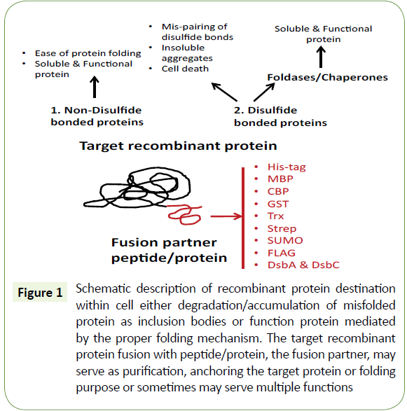 molecular-biology-biotechnology-recombinant-protein