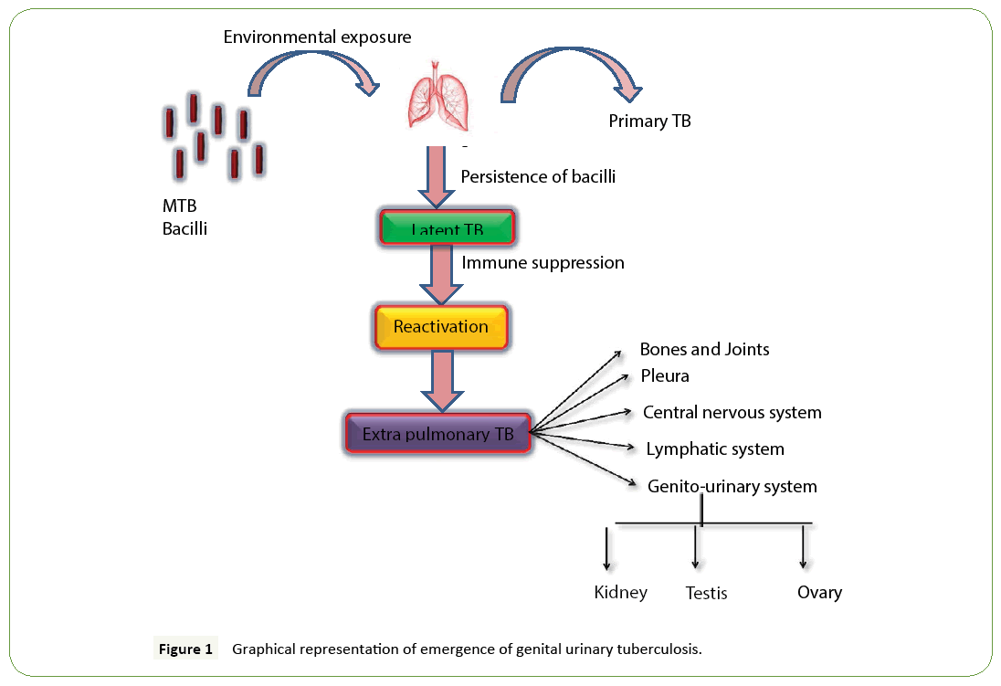 molecular-biology-biotechnology-tuberculosis