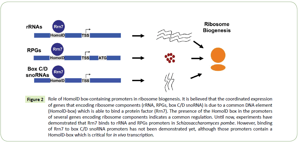 molecular-cellular-biochemistry-biogenesis