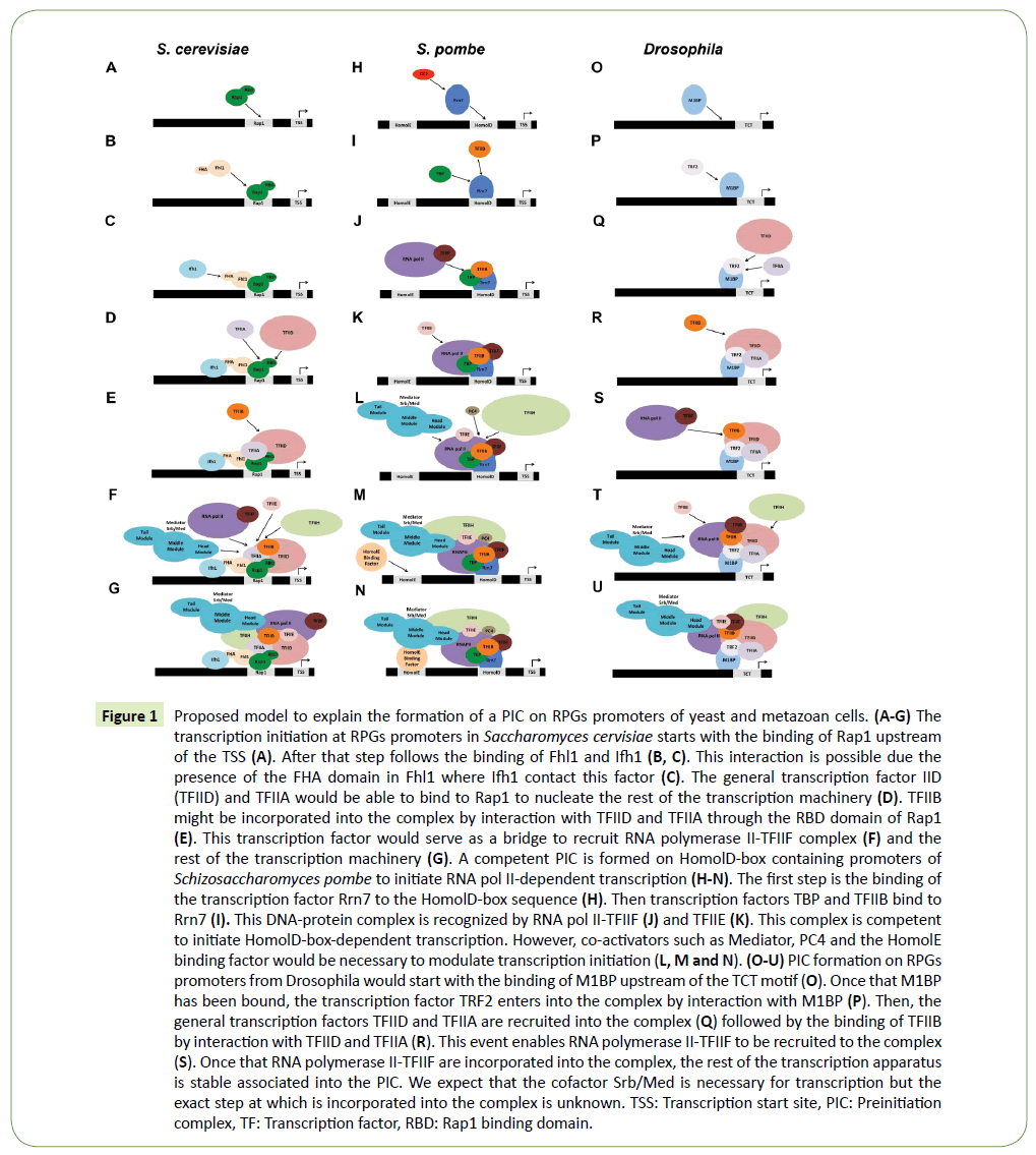 molecular-cellular-biochemistry-promoters