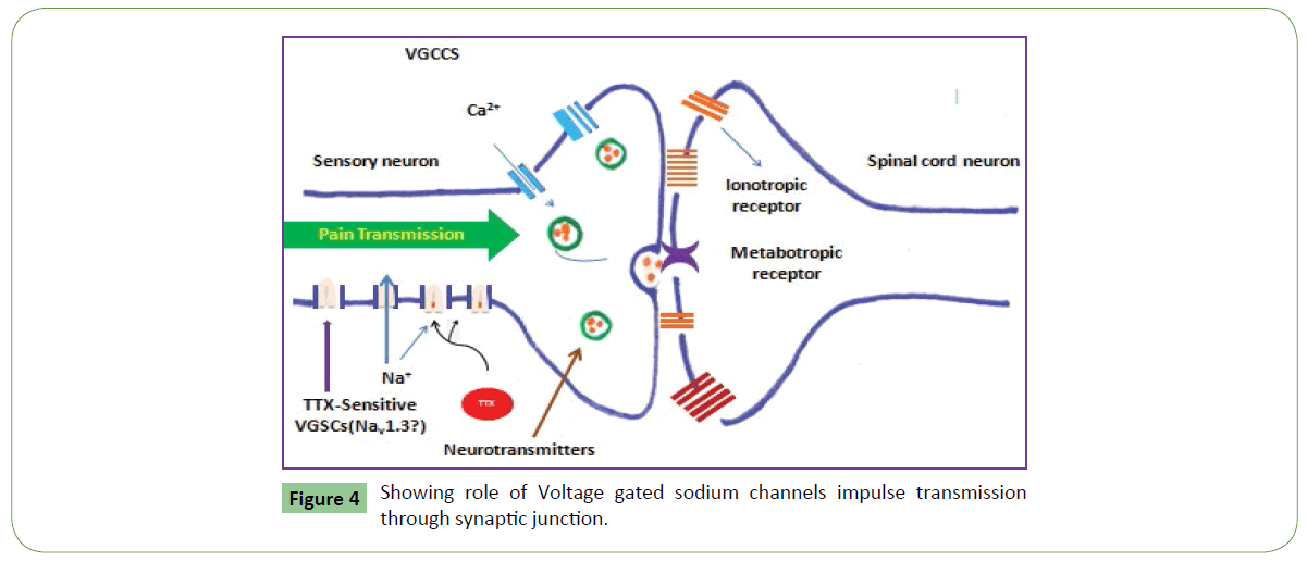 molecular-sciences-impulse-transmission