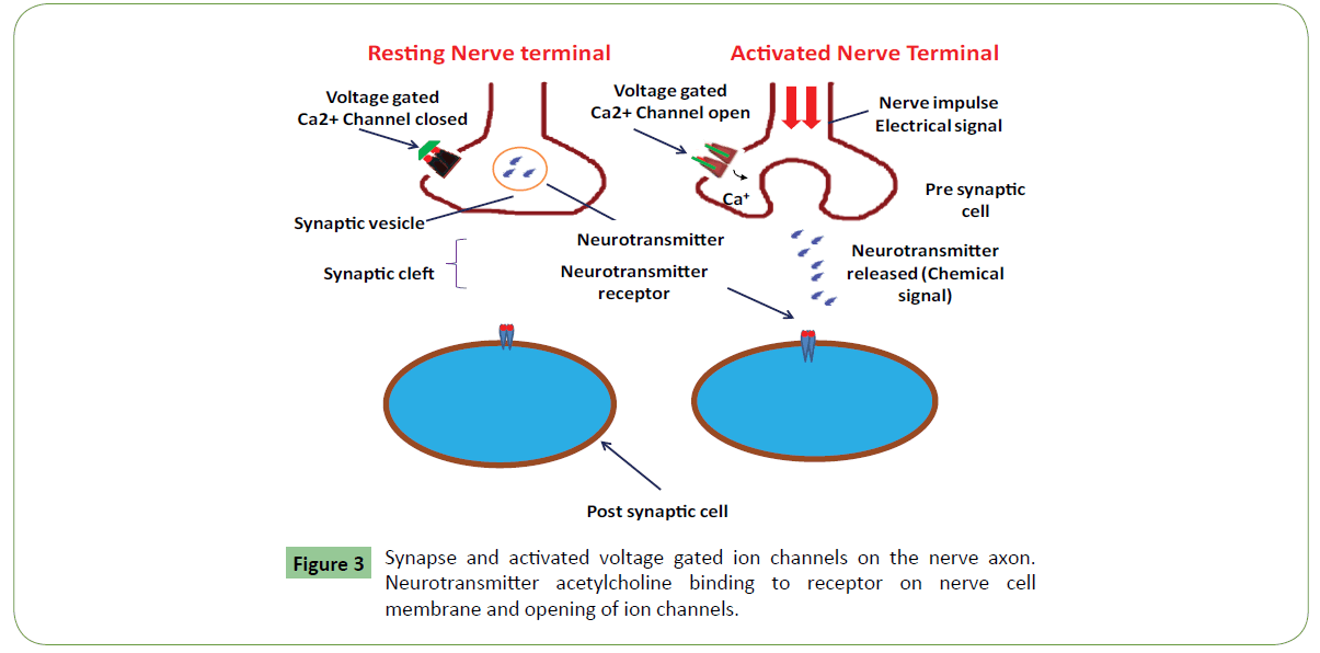 molecular-sciences-nerve-axon