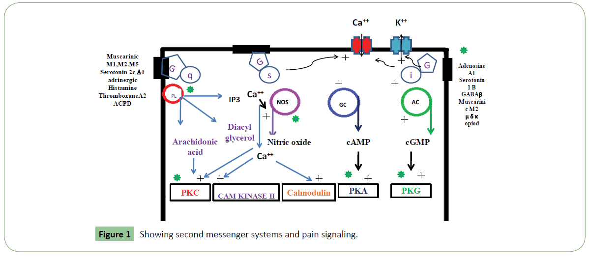 molecular-sciences-pain-signaling