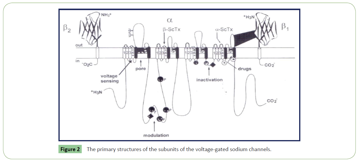 molecular-sciences-sodium-channels