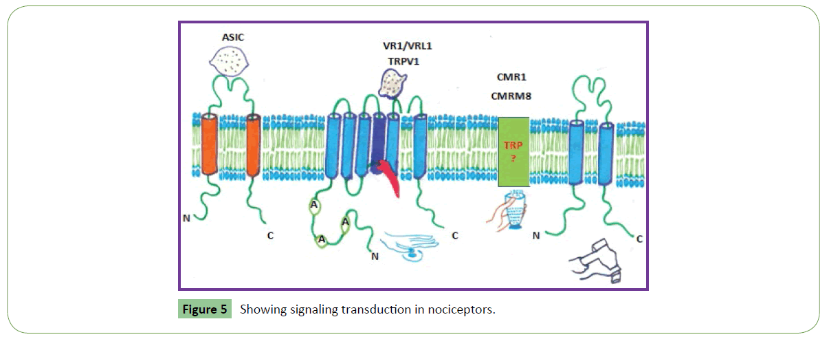 molecular-sciences-transduction-nociceptors