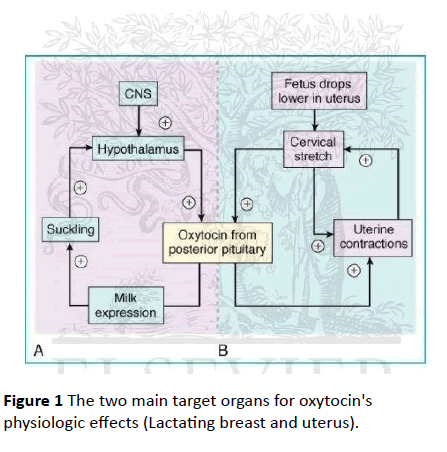 nursing-health-studies-main-target-organs