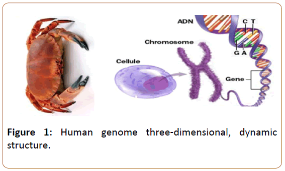 oncopathology-clinical-research-Human-genome