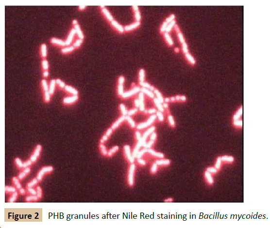 pharmaceutical-biotechnology-Bacillus-mycoides