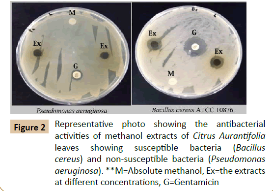 pharmaceutical-biotechnology-Citrus-Aurantifolia-leaves