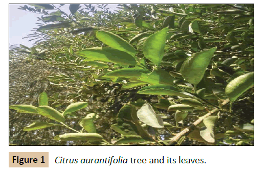 pharmaceutical-biotechnology-Citrus-aurantifolia-tree