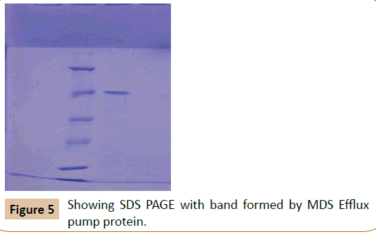 pharmaceutical-biotechnology-Efflux-pump-protein