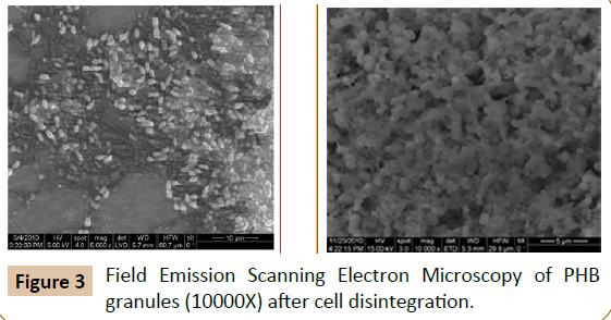 pharmaceutical-biotechnology-Field-Emission-Scanning