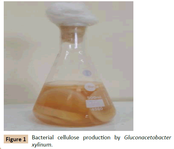 pharmaceutical-biotechnology-Gluconacetobacter-xylinum